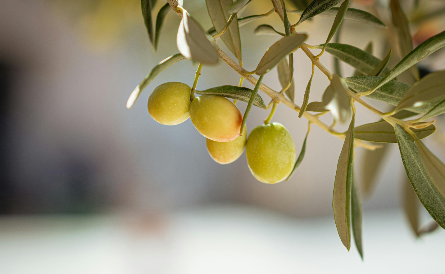 Close-up of green olives on an olive branch with a blurred background