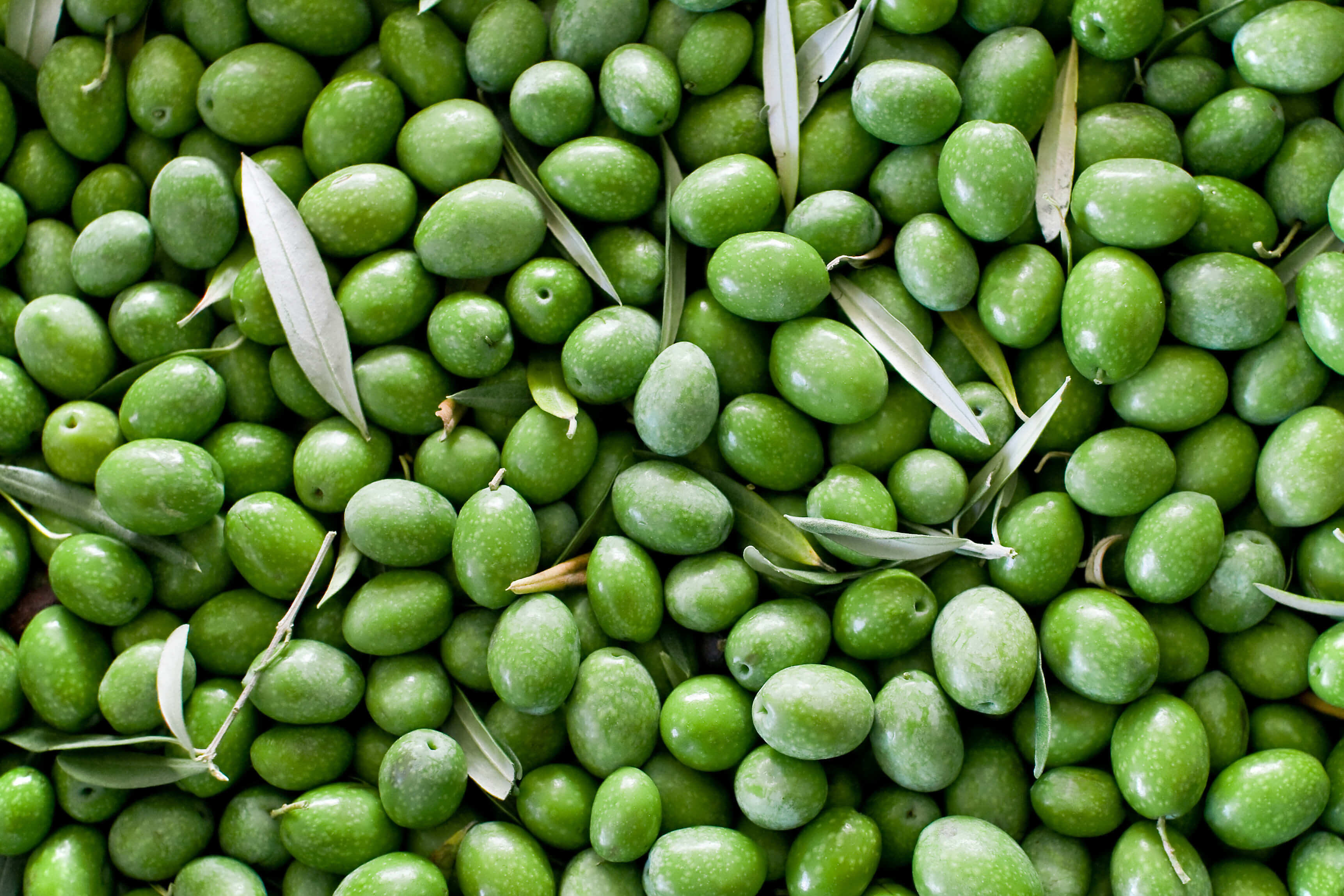 Close-up of green olives with leaves on a green background